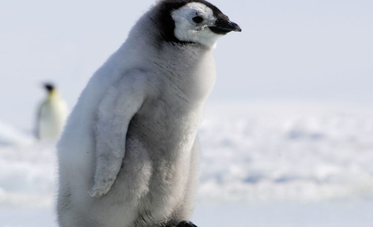 Nasce pinguino imperatore allo zoo