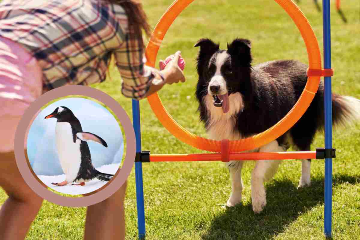 Pinguino fenomenale sfida dei cani