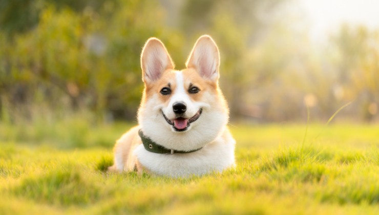 il tuo cane è stato avvelenato?