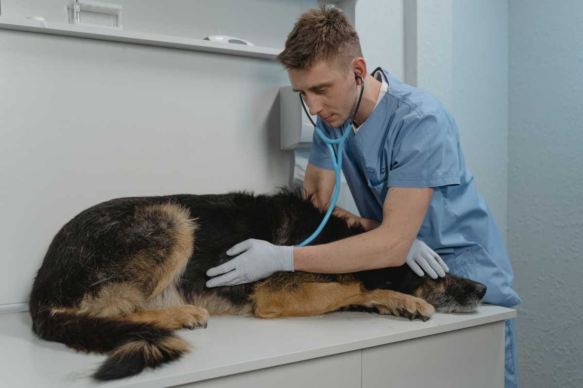 come riconoscere avvelenamento cane