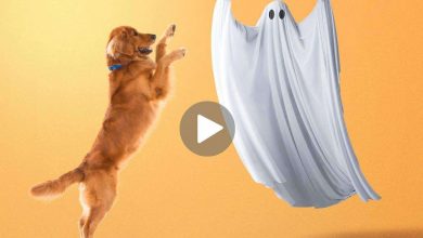 cane che vede un fantasma