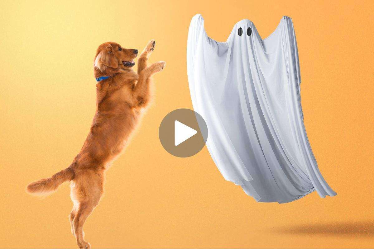 cane che vede un fantasma