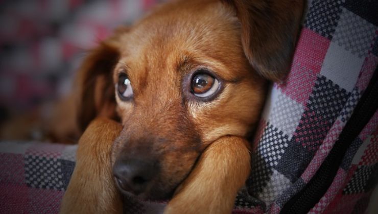 come eliminare peli cane vestiti