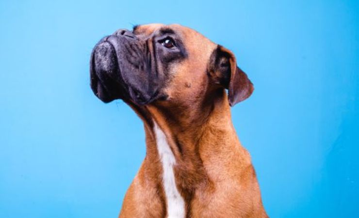 quali sono le razze di cane più protettive