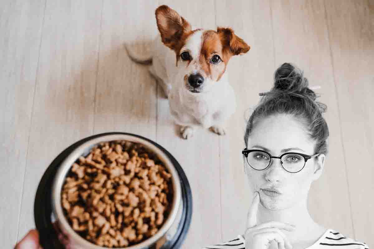 cibo per cani fatto in casa