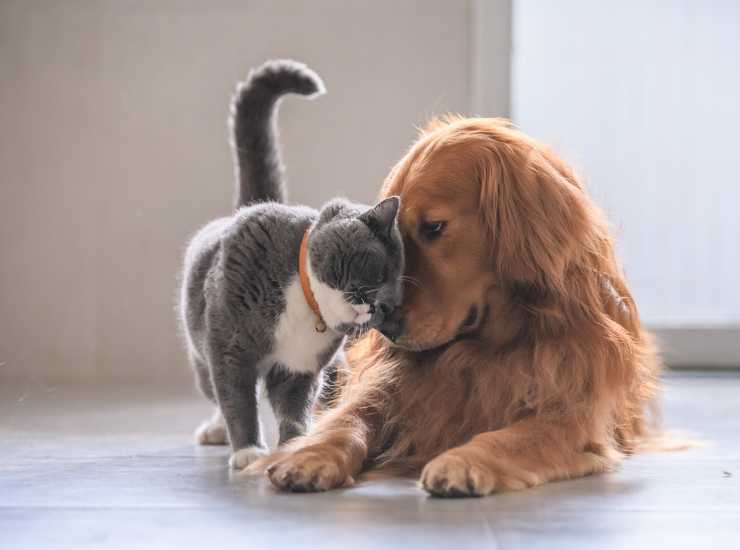 Cane e gatto: un'amicizia senza tempo