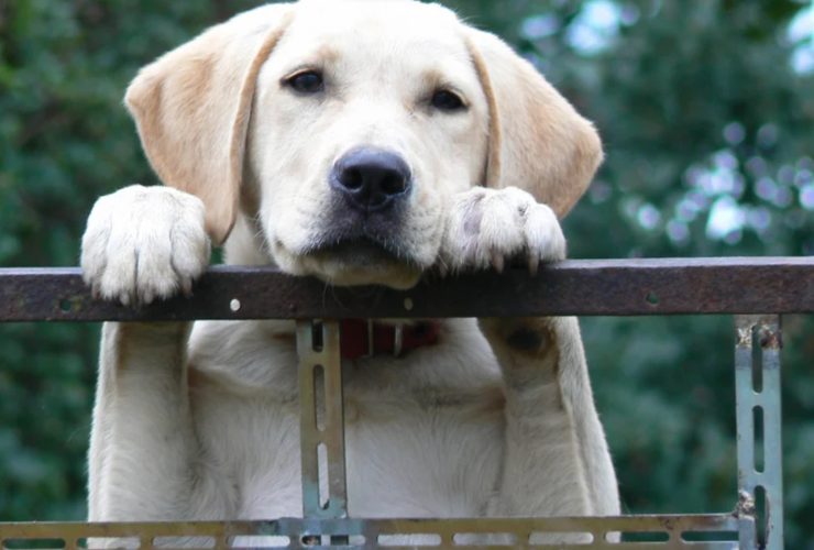 Cani per ogni segno
