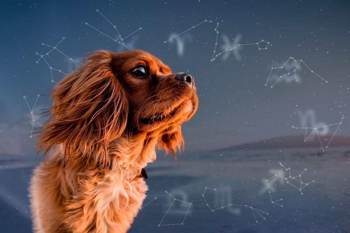 razze di cani in base al segno zodiacale