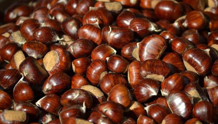 castagne hanno molti nutrienti