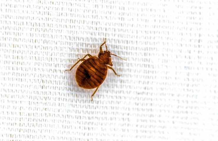 cimici addio dal letto e non solo