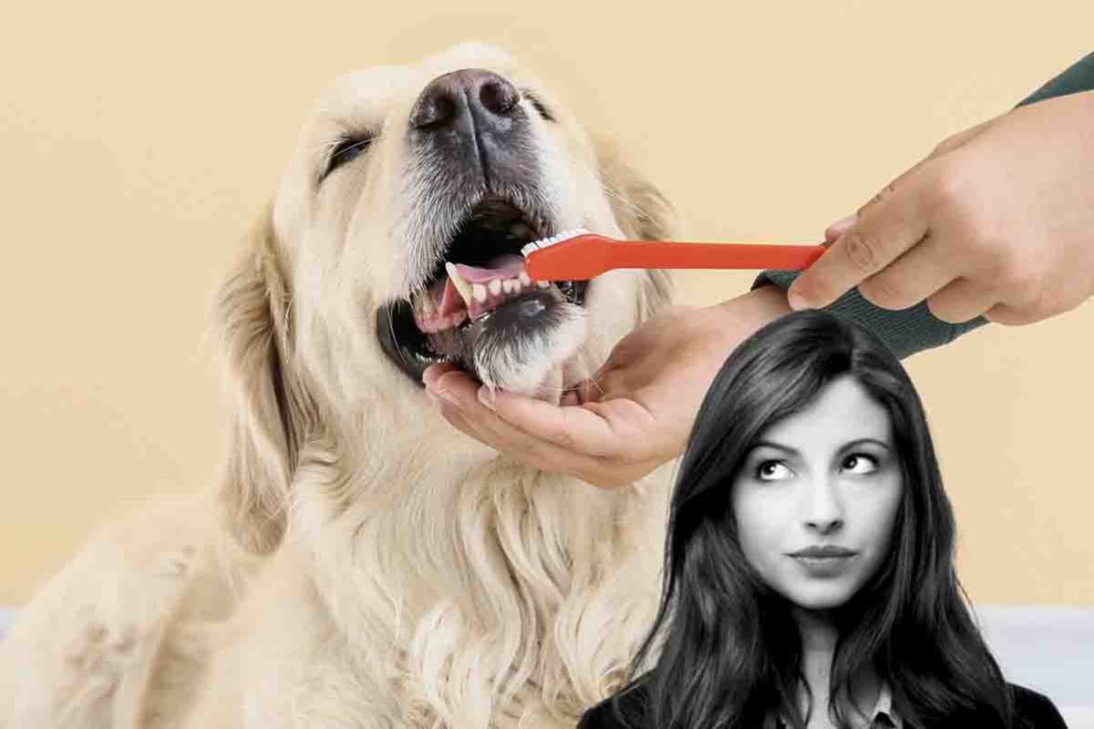 come lavare i denti al cane