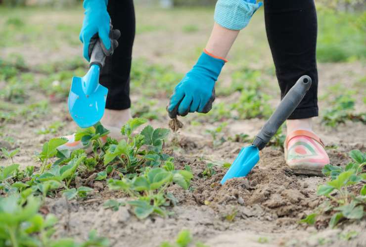 Idee per un terreno agricolo