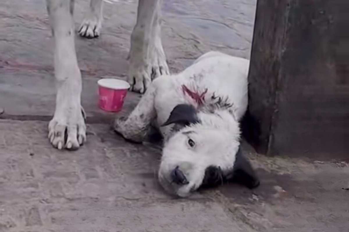 storia commovente cane ferito