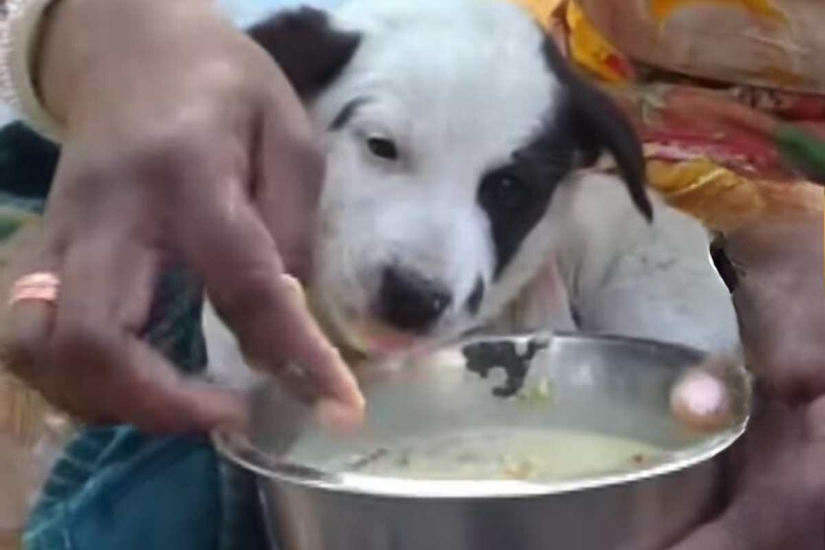 cucciolo salvato da associazione indiana