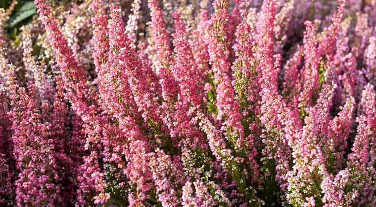 alcuni fiori fioriscono anche d'inverno