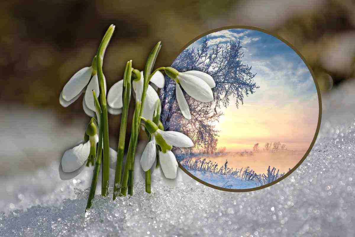 fiori che sbocciano in inverno