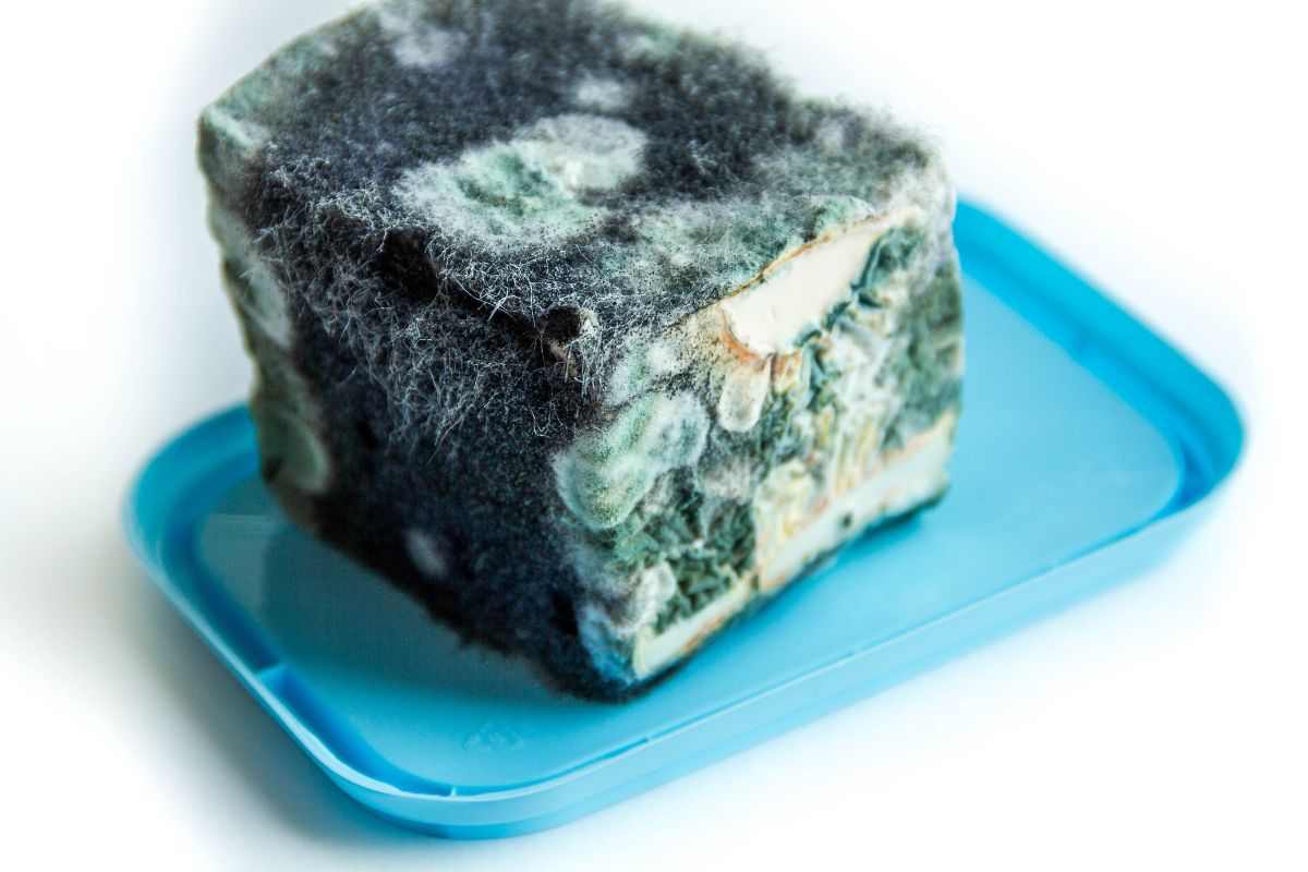 muffa sul formaggio come evitarla
