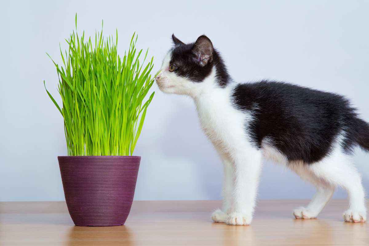 gatto odora pianta ma quale scegliere