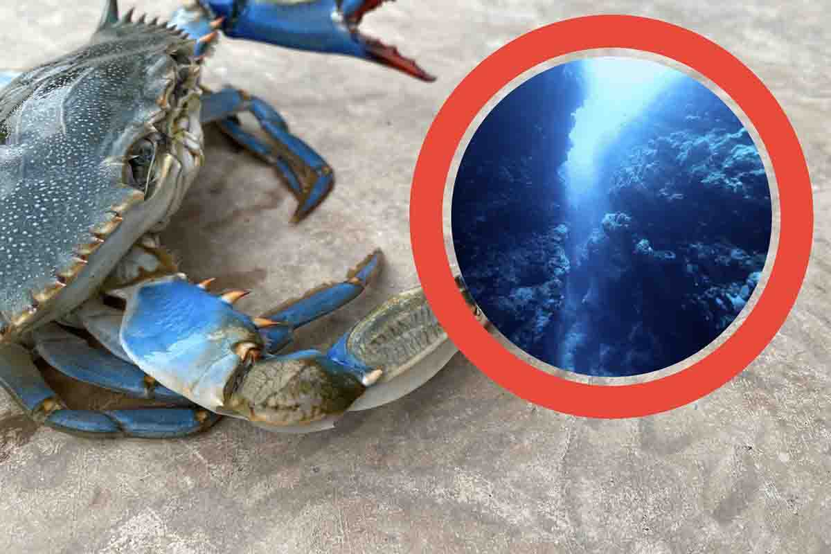 Oltre al granchio blu c'è un'altra specie