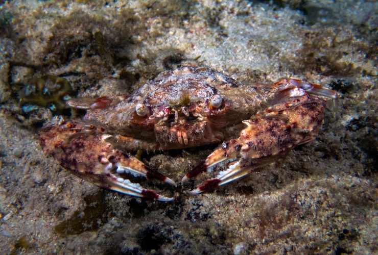 Oltre al granchio blu c'è un'altra specie
