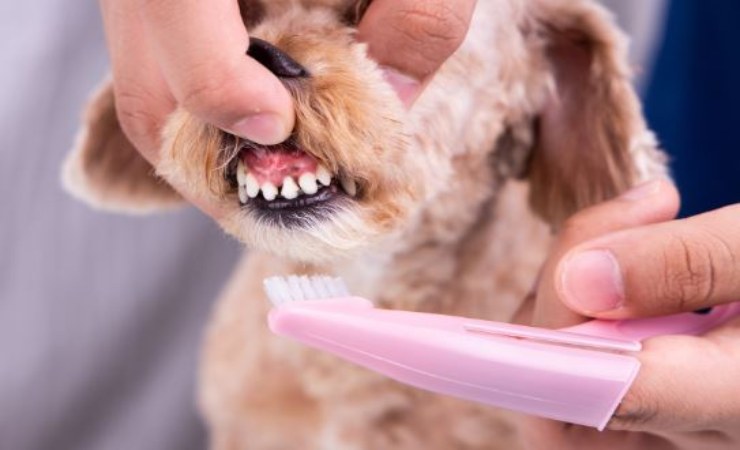 come lavare i denti al cane