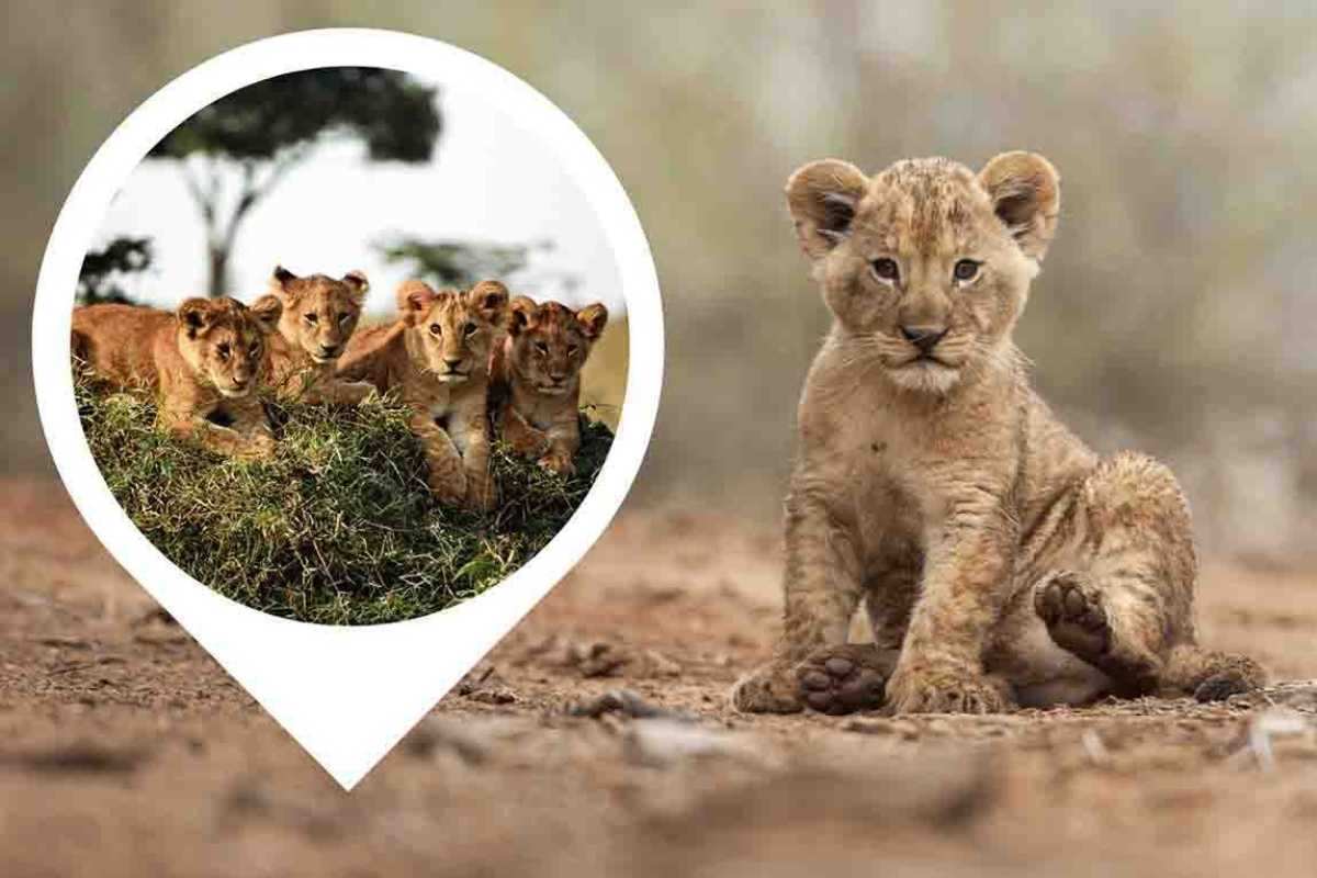 Cucciolo di leone abbandonato