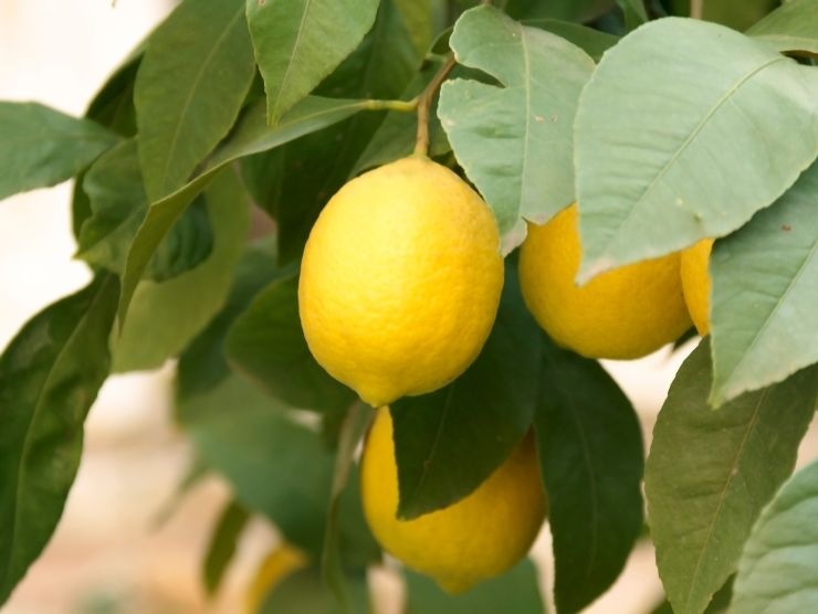 pianta limoni bicchiere ovatta
