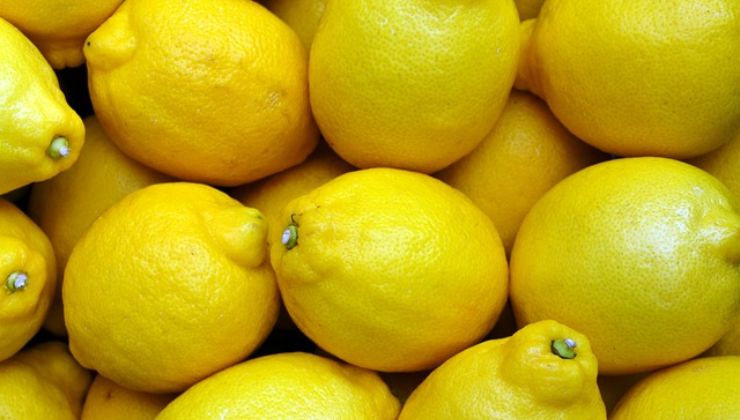 come avere limoni freschi inverni