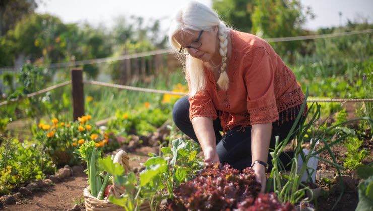 orti urbani in crescita in italia