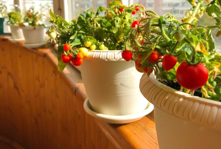 Orto sul balcone cosa piantare