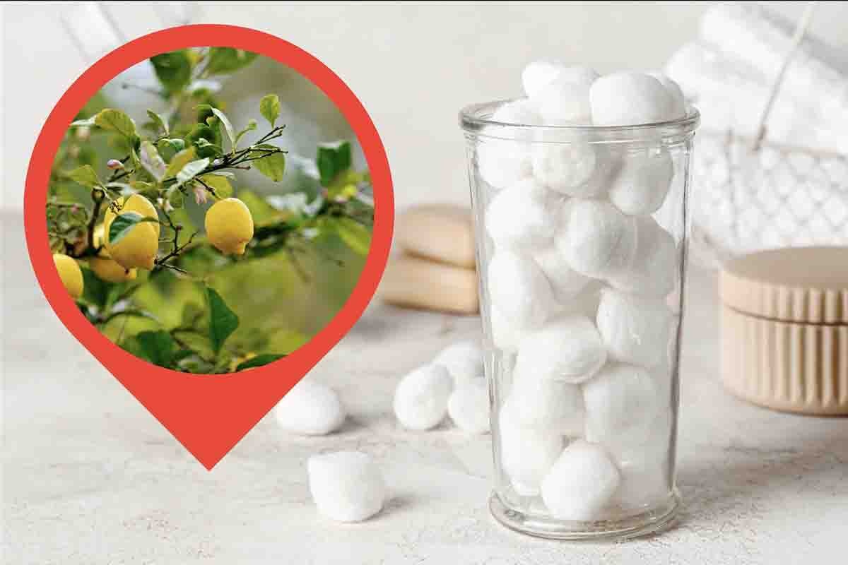 creare pianta limoni