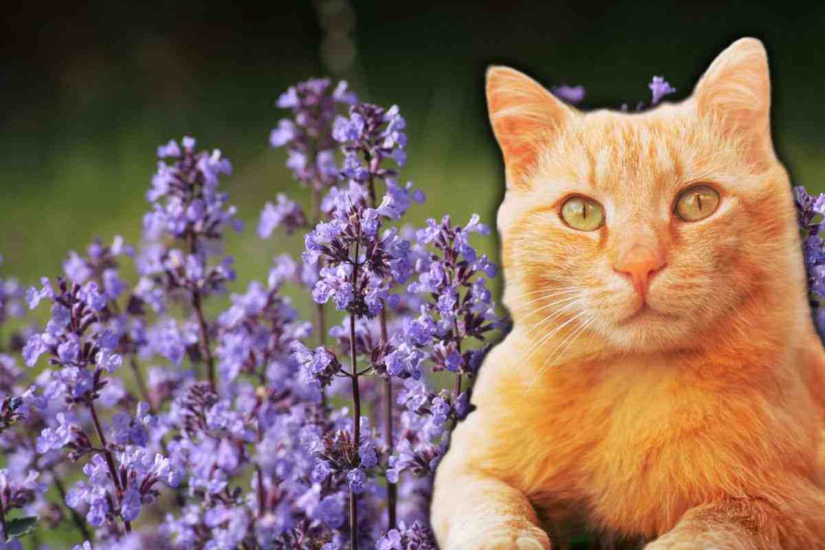 piante preferite gatti