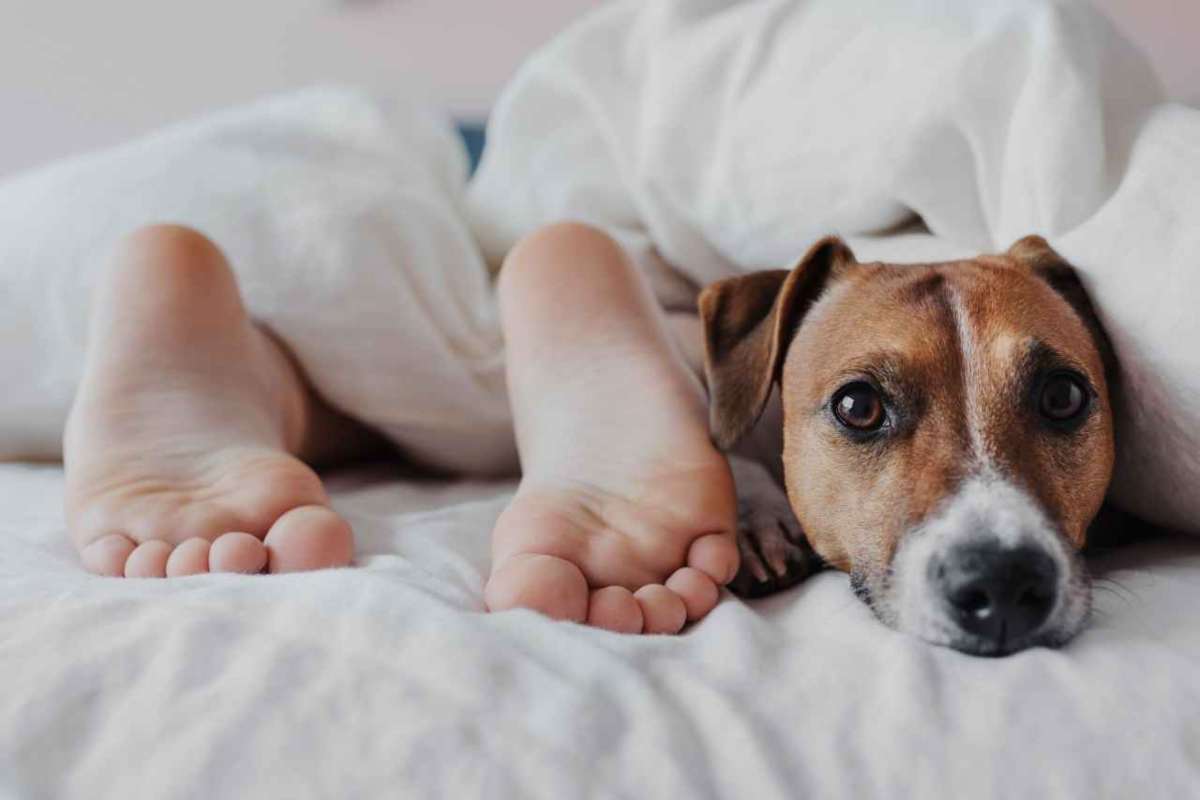 dormire col cane fa bene