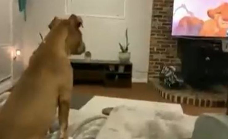 pitbull guarda re leone video virale
