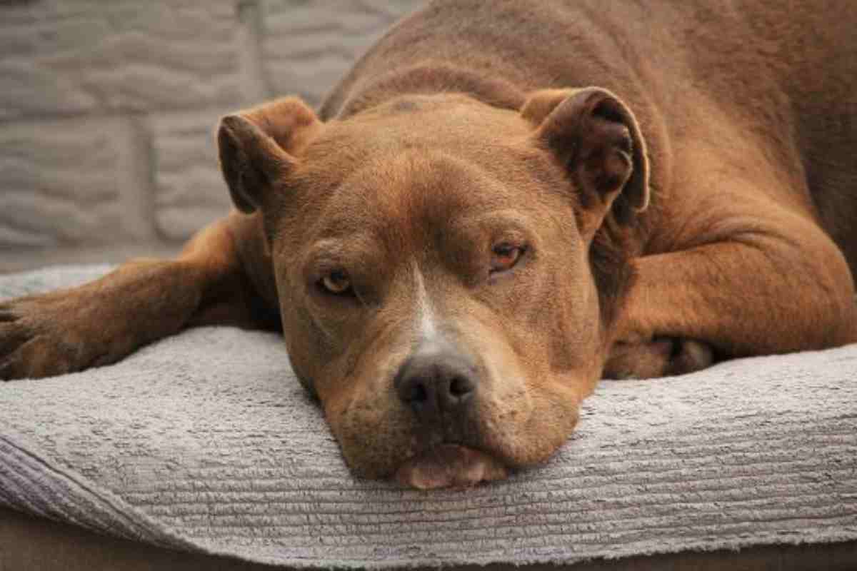 pitbull guarda re leone video virale