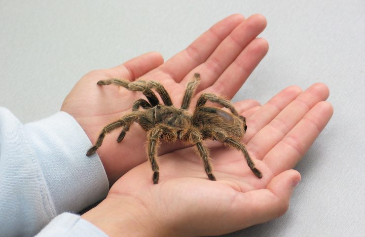 ragno più grande mondo