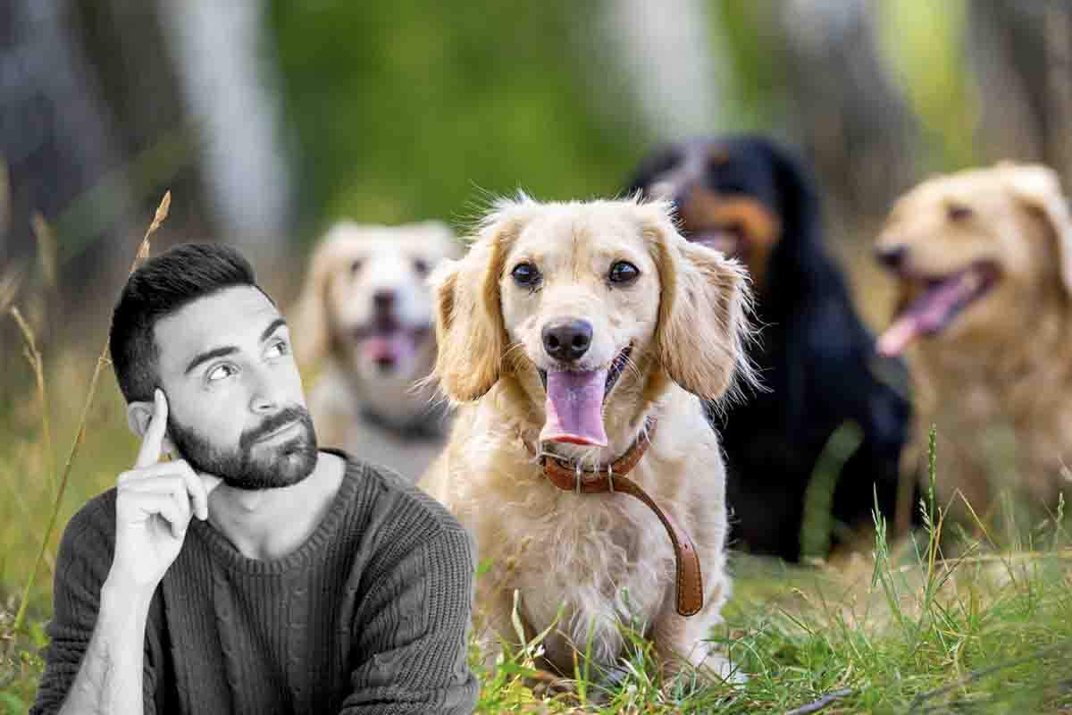 quali sono le razze di cane più protettive