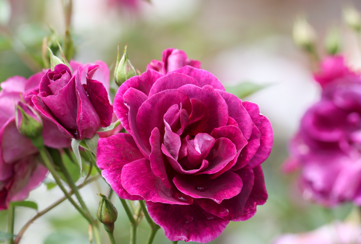 le rose devono essere protette e potate in periodi precisi dell'anno