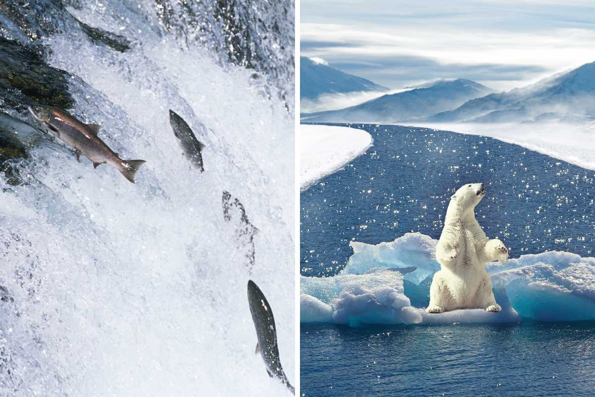 Salmone cambiamento climatico