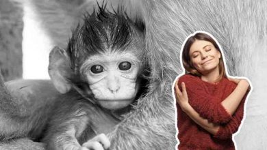 piccola scimmia innamorata della mamma umana