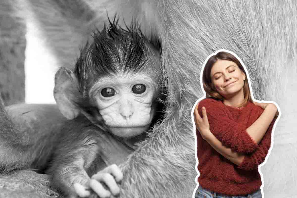 piccola scimmia innamorata della mamma umana