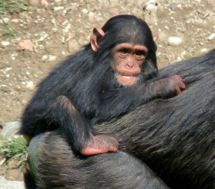piccola scimmia innamorata della mamma umana