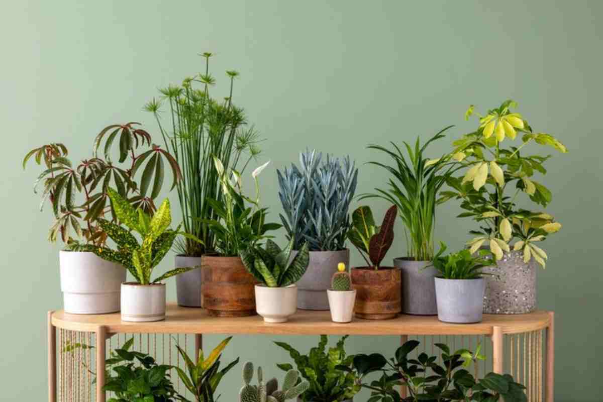 Vasi con diverse piante