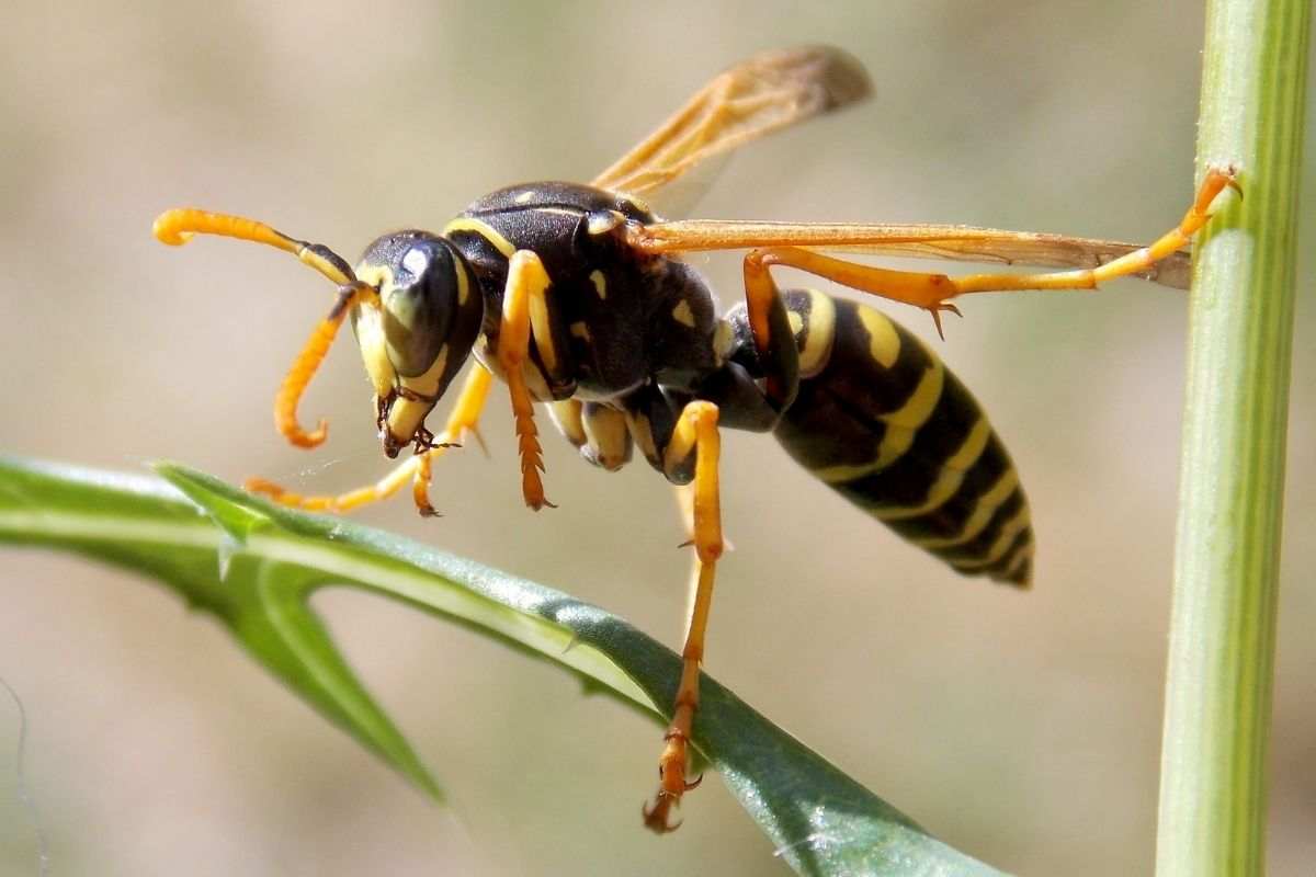 Vespa di colore giallo brillante con una testa gigante