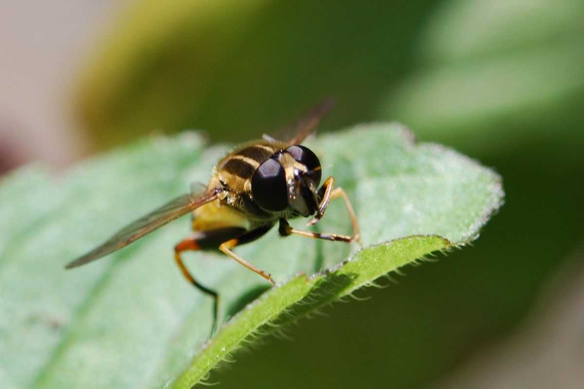 invasione vespa velutina pericolosa