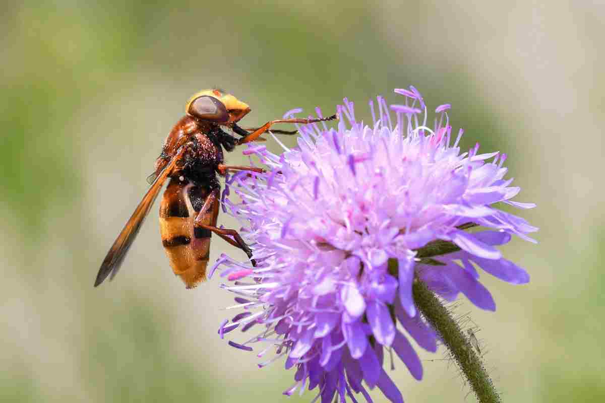 vespa velutina pericolosità diffusione