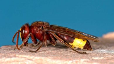 Nido di vespe orientalis ritrovato a Roma
