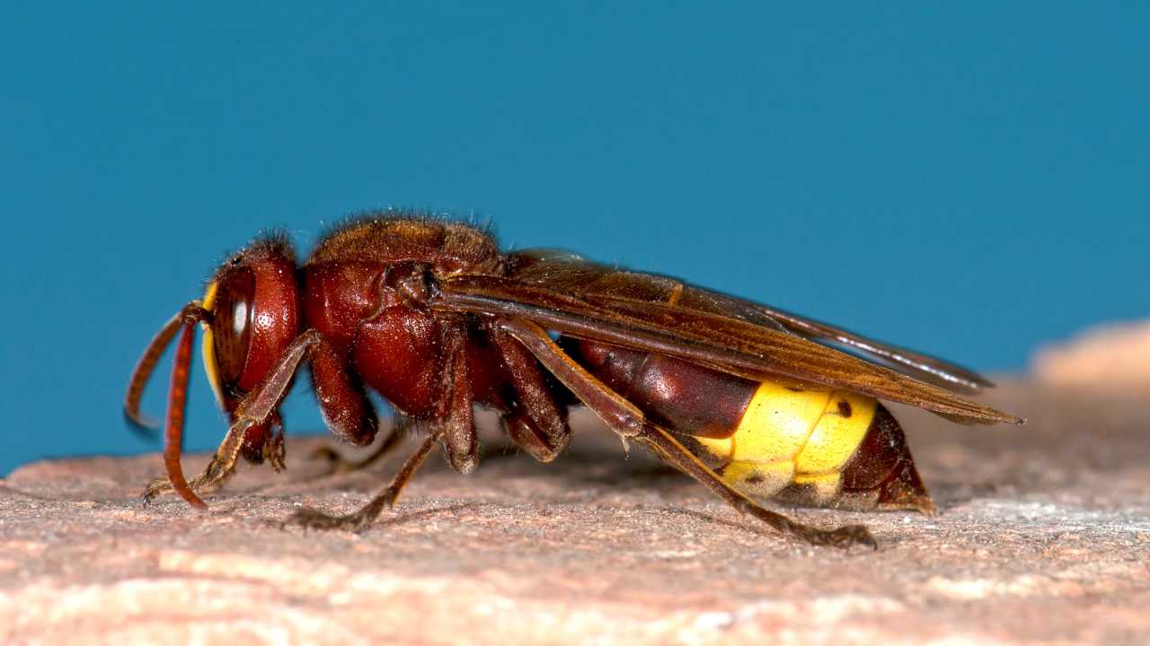 Nido di vespe orientalis ritrovato a Roma