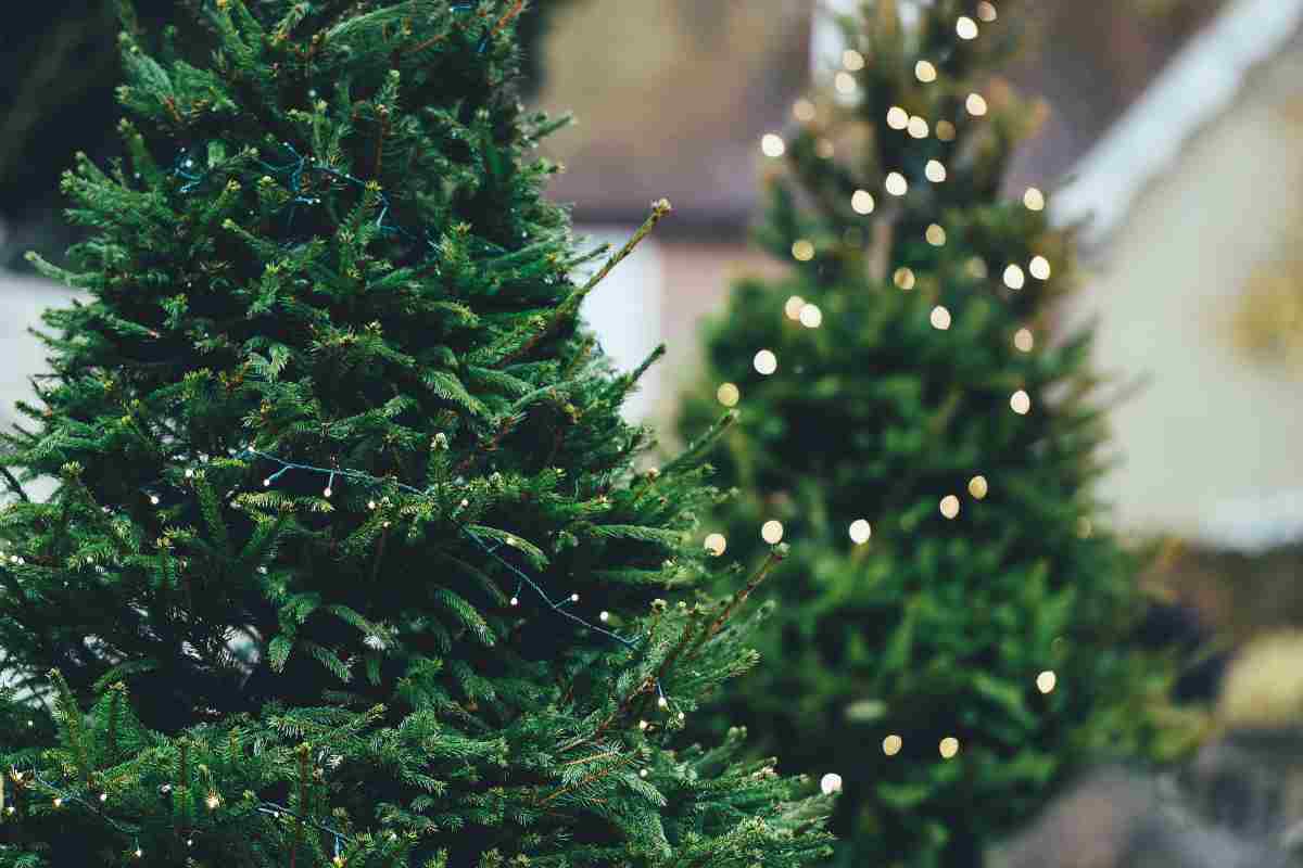 Albero di Natale vero ikea