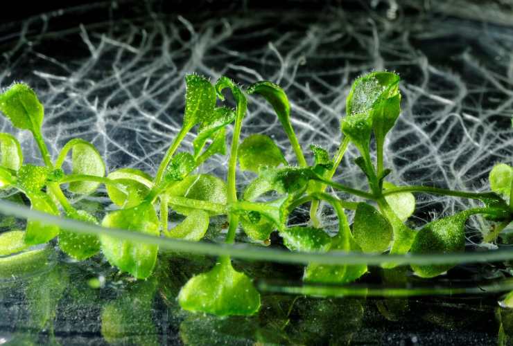 Quale pianta riesce a capire se un terreno è inquinato